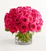 Hot Pink Roses